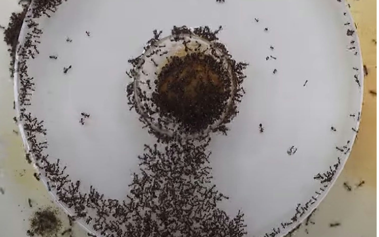 Fire ants forming a floating bridge across a water-filled dish toward food.